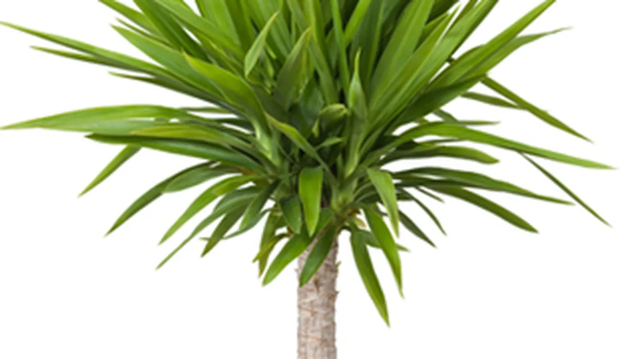 Esti deprimat la serviciu? Pune-ti pe birou o planta decorativa