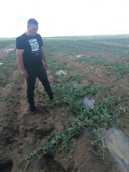 Cultura de pepeni de la Dăbuleni, distrusă de grindină. Fermierii cer ajutorul Guvernului