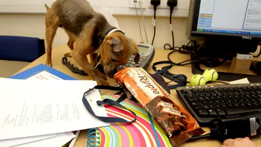 Catelul Tiny depisteaza diabeticii