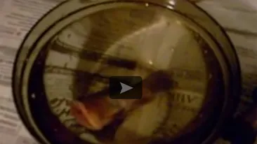 VIDEO Dumnezeule, spune-mi ca am vazut asta!Ce a fimat un rus in bucatarie este o oroare a naturii! Un peste inoata fara cap