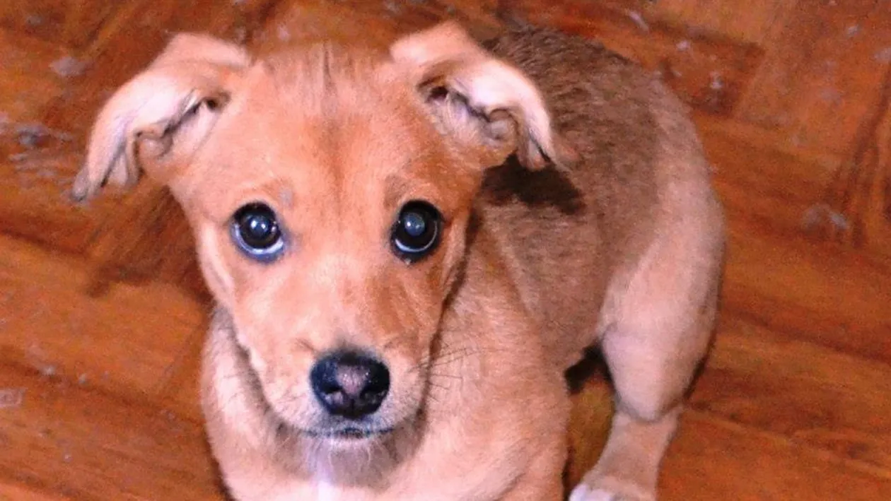 Ea e Palade, mascota Serviciului de Imagine si Comunicare al Politiei Locale! Uite ce simpatica e!