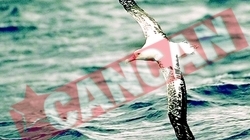 Albatros bolnav de dragoste