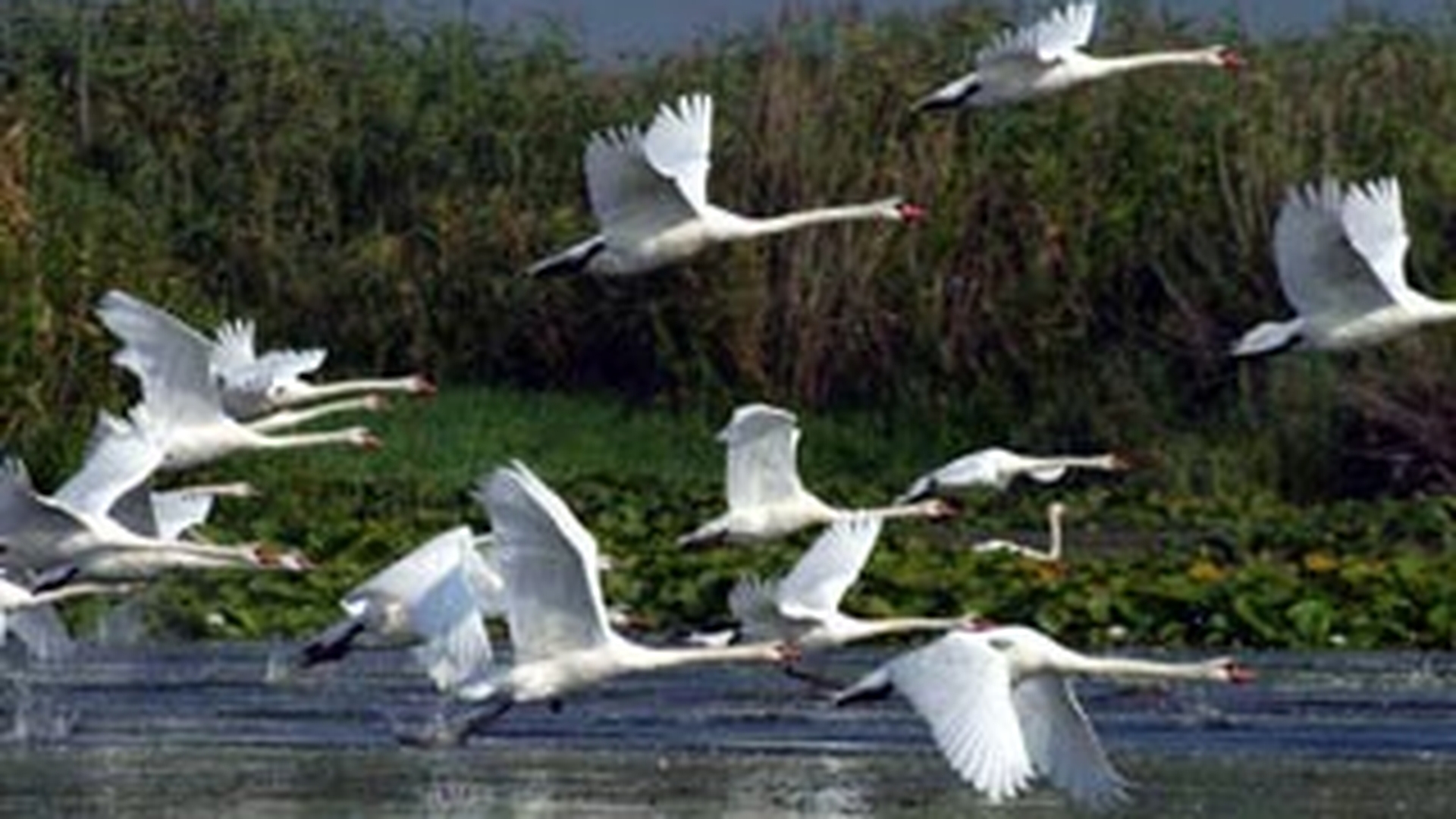 Vanatoarea in Delta Dunarii va fi interzisa, exceptie facand animalele daunatoare