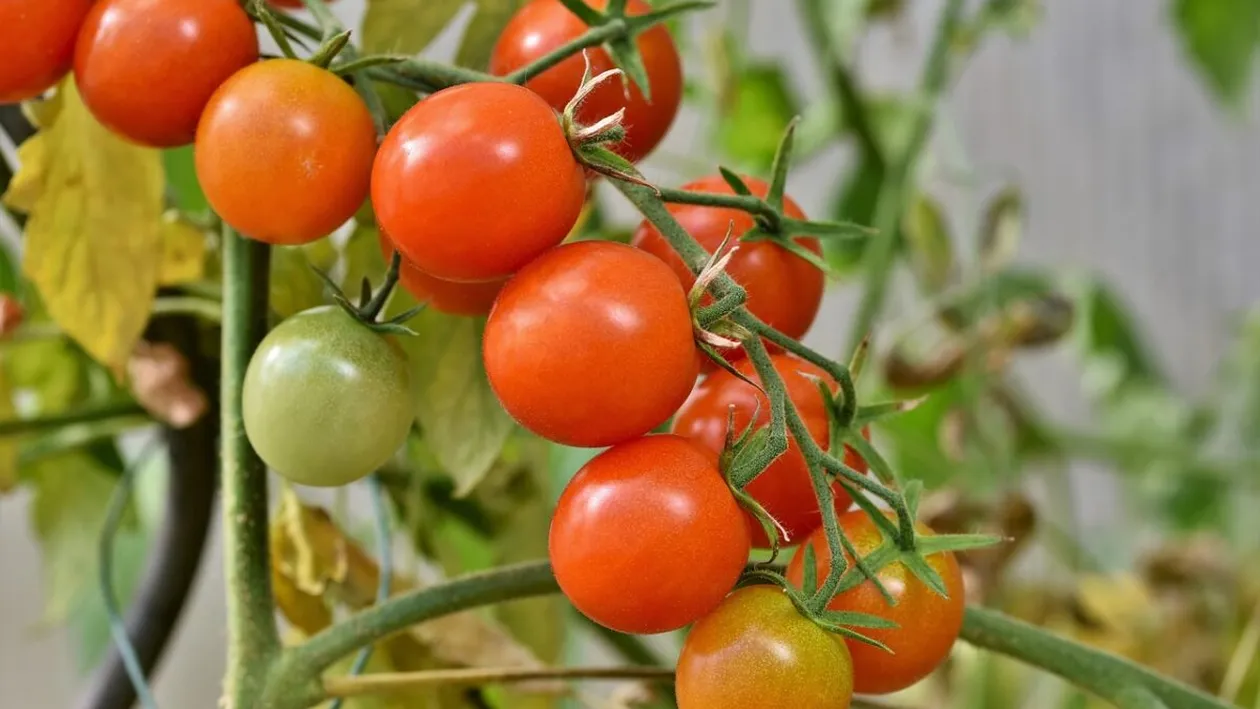 Consumi zilnic roșii? Care sunt riscurile la care te expui