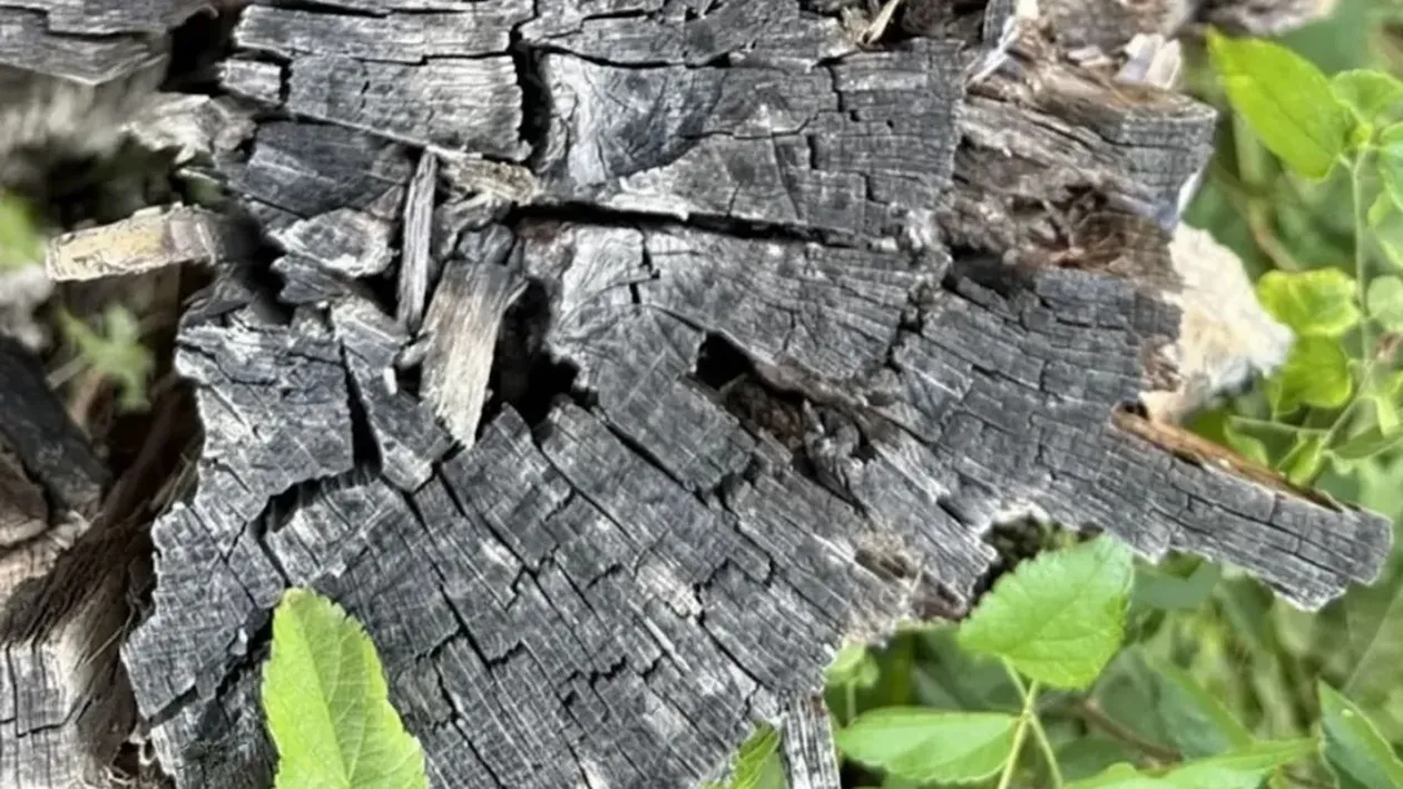 TEST IQ VIRAL | Doar un geniu găsește păianjenul ascuns în imagine