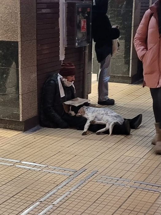 Cum sunt exploatați câinii în București tot mai des și Poliția Română nu face nimic: „Conform legii, el abuzează animale”