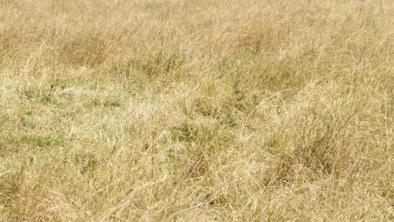 Test de perspicacitate | Găsiți ghepardul ascuns în această iluzie optică virală!