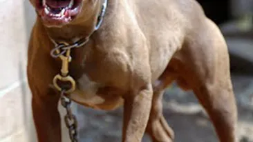 O fetita de 3 ani a murit sfasiata de 4 caini