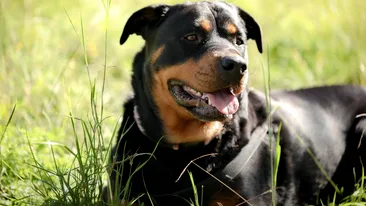 (P) Rasa de câini Rottweiler