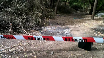 Cainele de lupta gasit in Parcul Tei era, de fapt, un maidanez. Patrupedul era de marime medie si nu prezenta urme de violenta