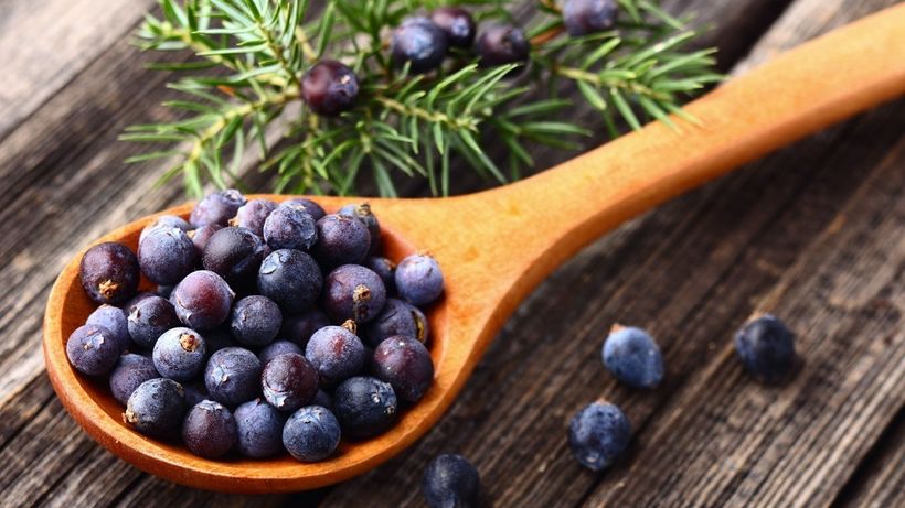 Beneficiile ceaiului de ienupăr. Ajută rinichii, digestia şi respiraţia, dar şi…