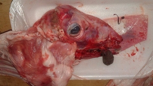 A cumparat carne din supermarket, dar cand a ajuns acasa a avut o surpriza de proportii! Ce a gasit o timisoreanca in casoleta