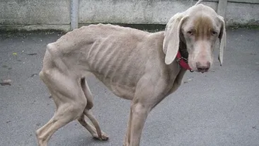 Imaginile astea te vor revolta! Si-au infometat cainele timp de sase saptamani! Animalul a ajuns un sac de oase