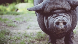 Alertă în județul Vaslui. Focar de pestă porcină africană în Bârlad