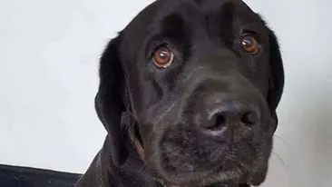 Adevărul SFÂŞIETOR din spatele acestei imagini! Tiago este un labrador de 10 ani a cărui poveste a devenit virală
