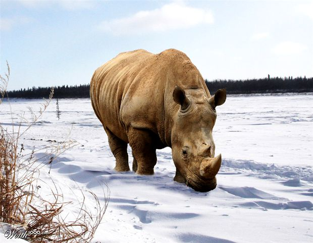 Clima o ia razna! A nins în Africa de Sud! Primele imagini cu animalele suprinse de zăpadă (video + foto)