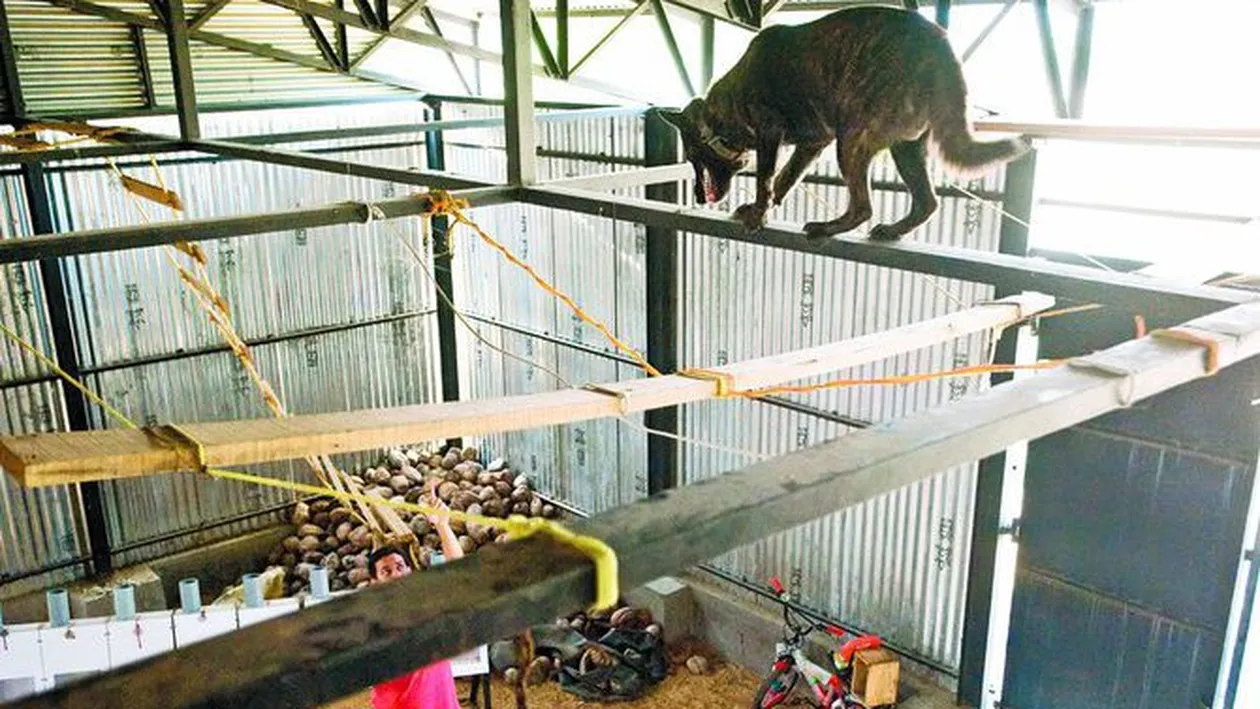 Viata de caine... politist