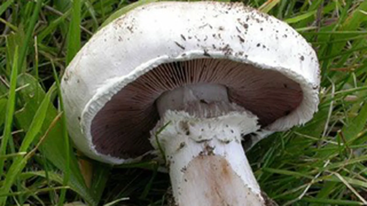 Doua femei din Vaslui, mama si fiica, in stare grava la spital dupa ce s-au intoxicat cu ciuperci