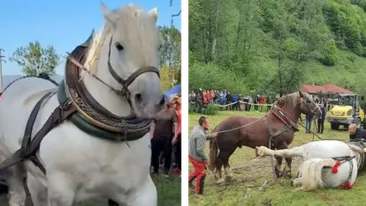 Detaliul care răstoarnă tot ce se știa despre moartea lui Falko! I-a fost făcută autopsie calului campion al concursurilor de tracțiune