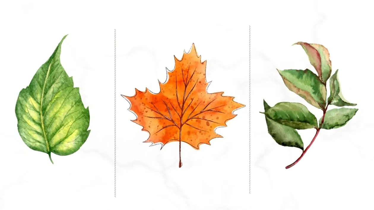 Cel mai tare test psihologic | Alege o frunză și vei afla care este, de fapt, puterea ta ascunsă