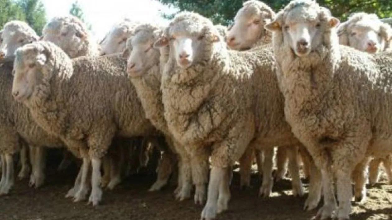 INCREDIBIL! Ce a putut sa apara in mijlocul unei turme de oi. Toti soferii ras si au facut poze