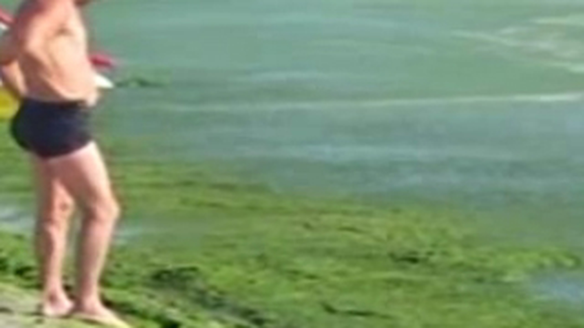 Peste 5.200 de tone de alge au fost stranse de pe plaje