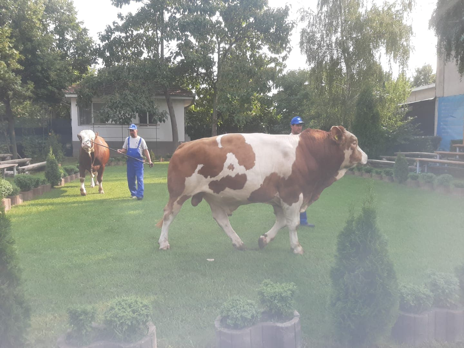 Taurii din Dolj fac parte dintre cele mai valoroase bovine autohtone