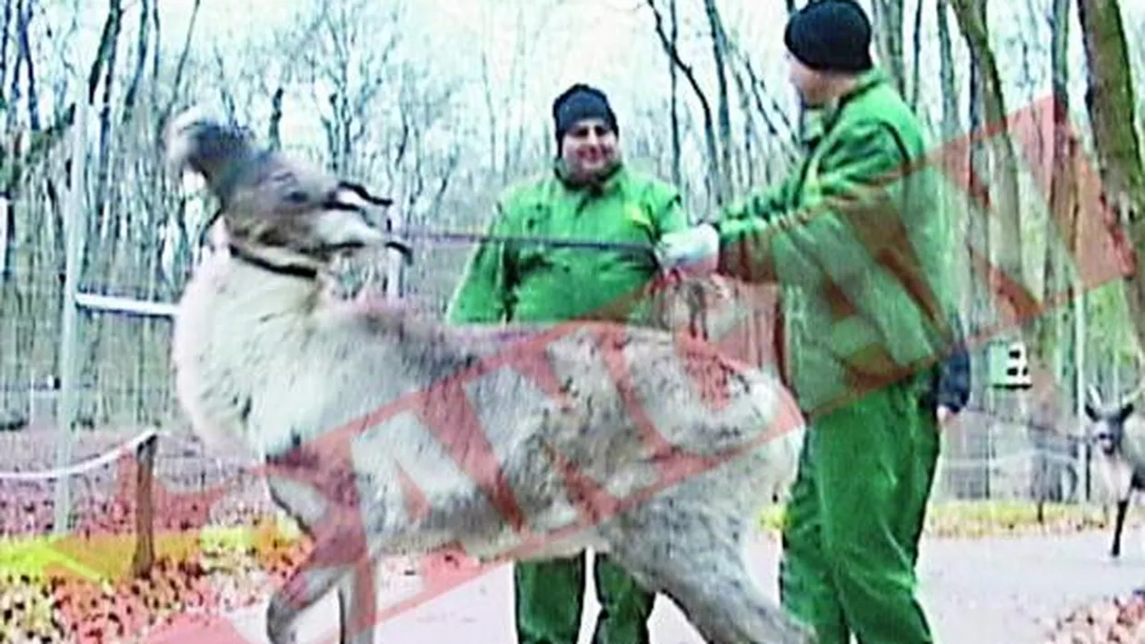 Reni dresati pentru Craciun