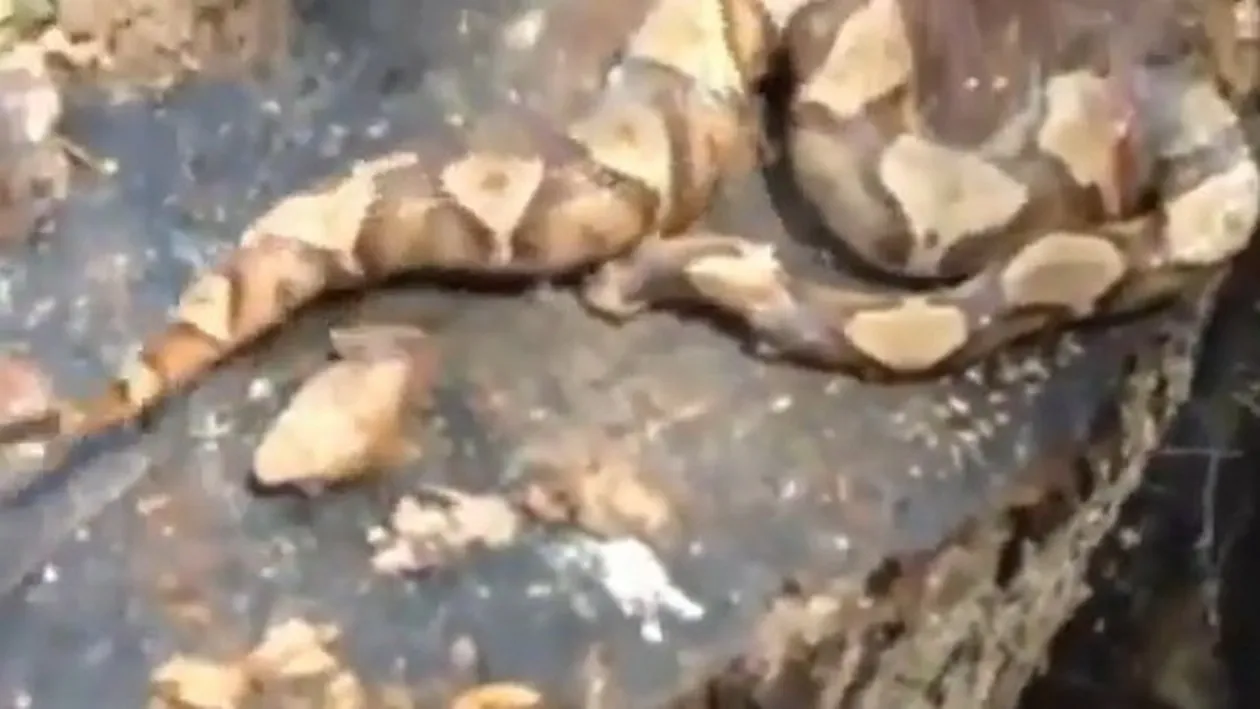 VIDEO. Sarpele asta e din iad! Era decapitat, cum a facut asta? Ce a putut sa surprinda pe camera un vanator!