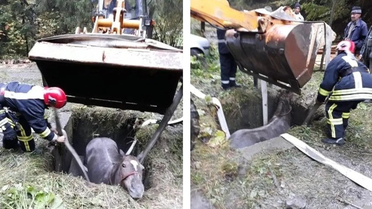 Pompierii maramureșeni au salvat un cal cu... excavatorul