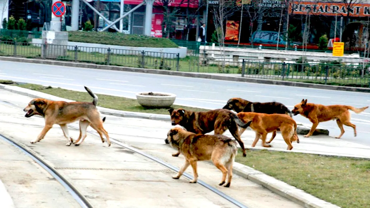 Oameni fără suflet. Cum profită unii români de câinii maidanezi, în plină pandemie de COVID-19. Îi adoptă de la adăpost și...