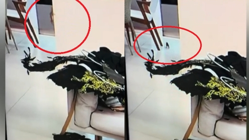 Imagini șocante surprinse de camerele de filmat la Insula Iubirii. Ireal ce a apărut pe blatul din bucătărie, din casa concurenților