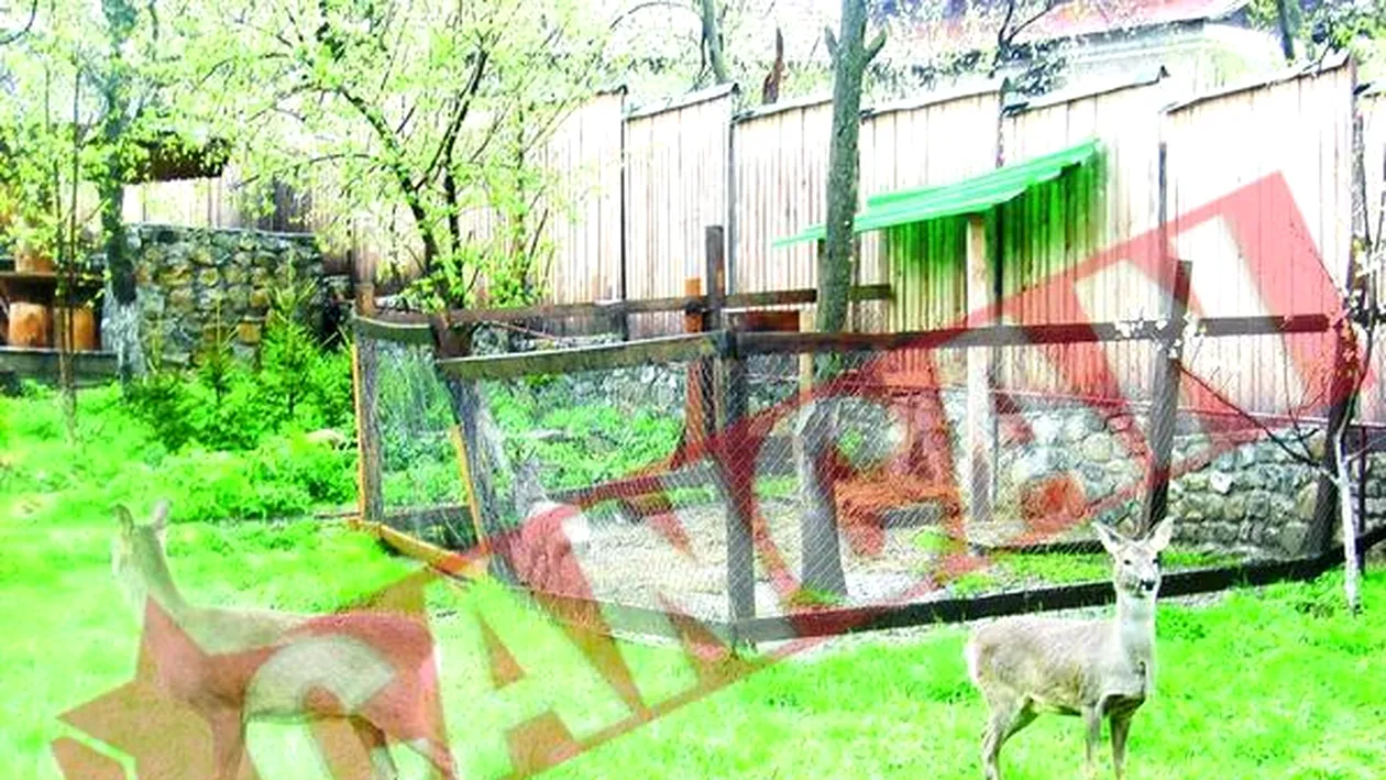 Leoaica inchisa in vila din Dambovita, trimisa la Zoo