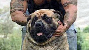 Cainele lui HADES chiar EXISTA! El e Hercule, bestia de peste 130 de KG si cu circumferinţa gâtului de aproape un METRU!