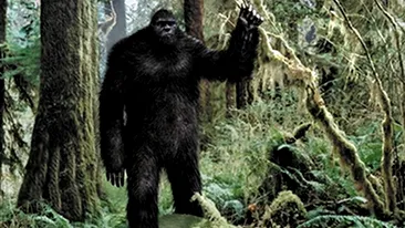 A dat nas in nas cu Bigfoot! Cum a reactionat o femeie cand s-a intalnit cu monstrul inalt de doi metri!