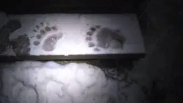 Un urs a coborât la cabana Postăvaru, a forţat uşa şi a furat o cutie cu bomboane!