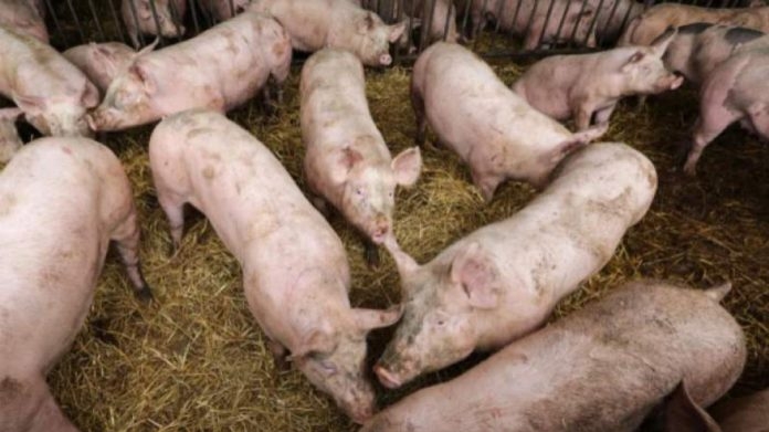 Numărul focarelor de pestă porcină africană a crescut la 1.223, în 346 de localități din 26 județe