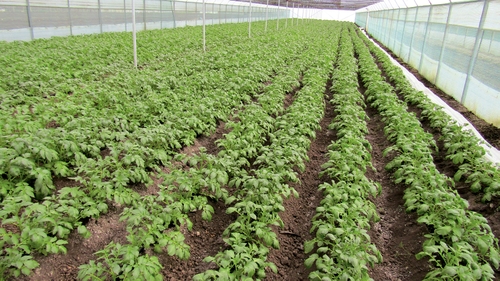 Ce alimente s-au scumpit în România, în aprilie, în plină pandemie de COVID-19. Prețul cartofilor a explodat