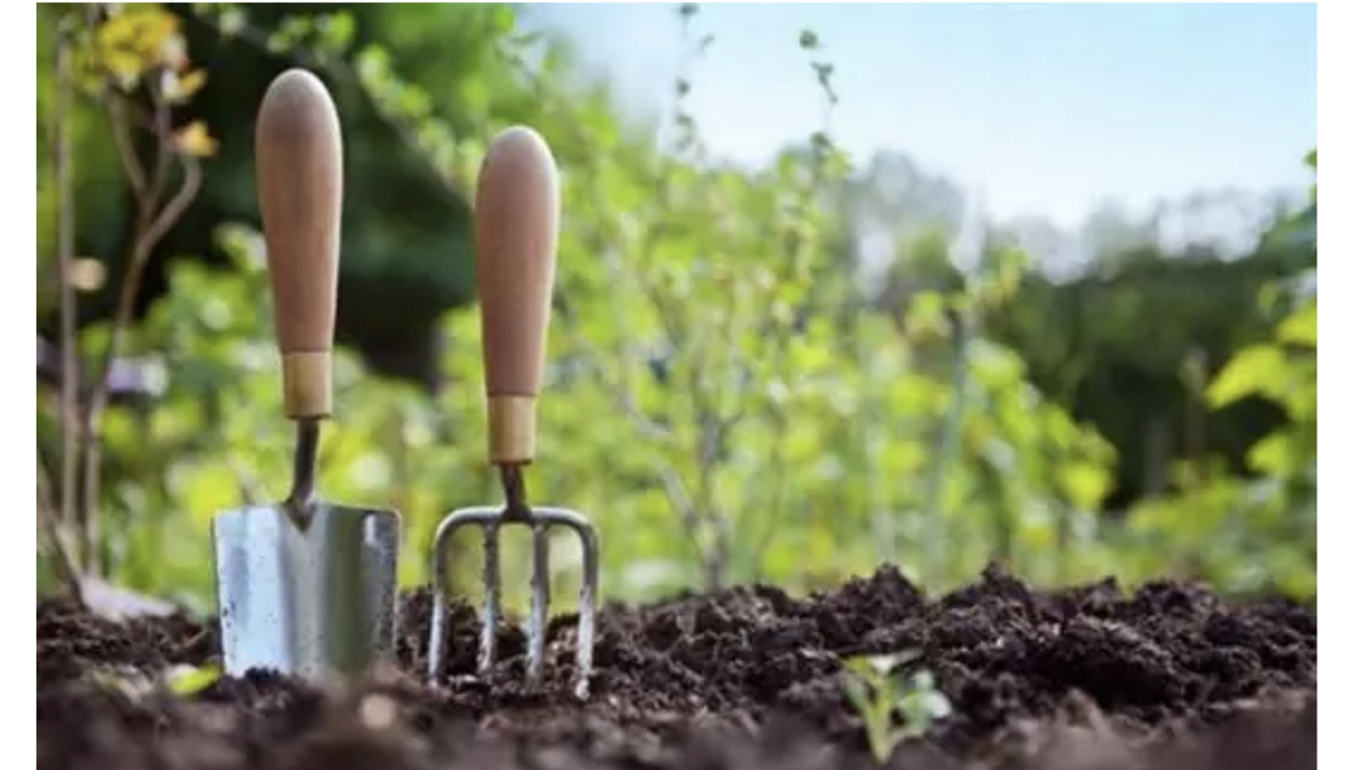 Ce legume poți sădi în luna mai în grădină! Merită să le plantezi în această perioadă