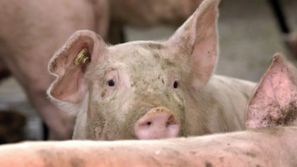 Efectele de care ar trebui să știe toți românii! Cum ne afectează sănătatea carnea de porc bolnav!