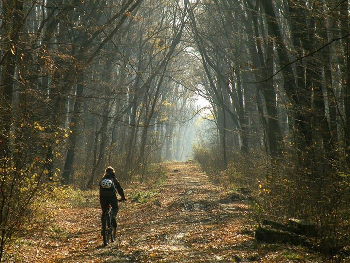 Un biciclist s-a întâlnit cu un urs în Predeal, în minivacanța de 1 Mai! A filmat toată scena