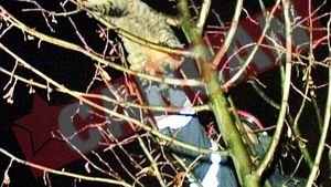 "Pisica terorista"e revendicata de stapana sa