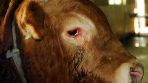 A plâns şi a îngenuncheat înainte de a fi sacrificat! Boul care i-a înduioşat pe măcelari!