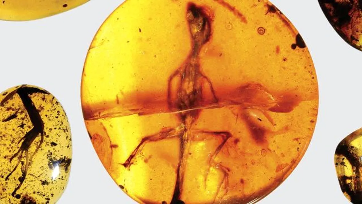 Fosila unei şopârle, veche de 99 de milioane de ani, a fost descoperită într-un bob de chihlimbar