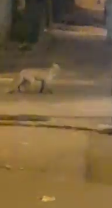 Clipe de groază în Pitești! Un bărbat a fost atacat de o vulpe după ce a încercat să își salveze pisica din colții fiarei sălbatice
