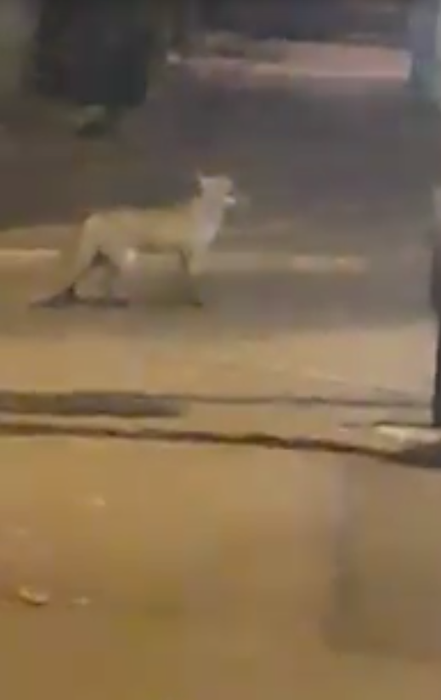 Clipe de groază în Pitești! Un bărbat a fost atacat de o vulpe după ce a încercat să își salveze pisica din colții fiarei sălbatice