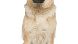 Ce spune animalul de companie despre el