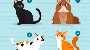 Ce pisică din imagine îţi place cel mai mult? Testul care îţi va releva cât de inteligent eşti, de fapt