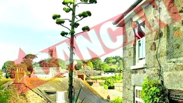 Planta care a crescut opt metri in cateva saptamani