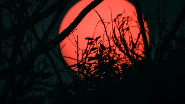 Cele 3 zodii date peste cap total de Luna Căpșunilor, din 11 iunie. Schimbări radicale